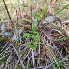 Cheilanthes sieberi subsp. sieberi at Aranda Bushland - 7 Dec 2023