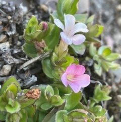 Gratiola peruviana (Australian Brooklime) at Bolaro, NSW - 6 Dec 2023 by JaneR