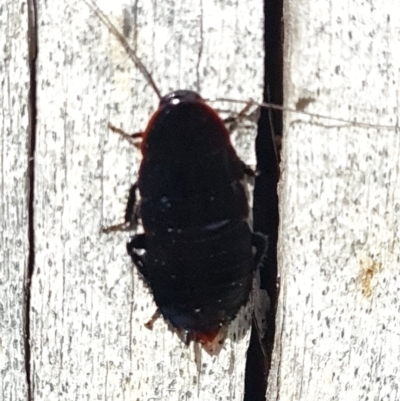 Platyzosteria sp. (genus) (Litter runner cockroach) at Aranda Bushland - 6 Dec 2023 by WalkYonder