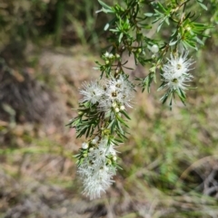 Kunzea ambigua (White Kunzea) at Belconnen, ACT - 6 Dec 2023 by WalkYonder