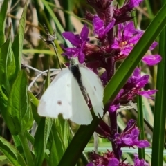 Pieris rapae at Mawson Ponds - 7 Dec 2023 11:26 AM