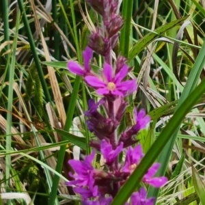 Lythrum salicaria at Mawson Ponds - 7 Dec 2023