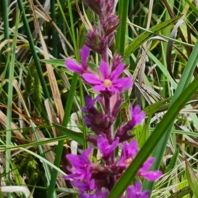 Lythrum salicaria (Purple Loosestrife) at Mawson Ponds - 7 Dec 2023 by Mike