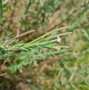 Epilobium hirtigerum at Mawson Ponds - 7 Dec 2023