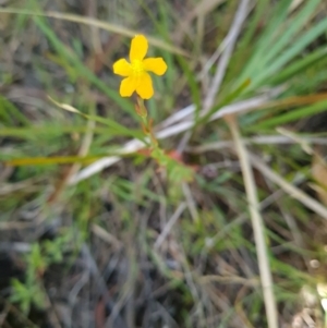 Hypericum gramineum at Aranda Bushland - 7 Dec 2023