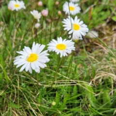 Brachyscome nivalis (Snow Daisy) at Thredbo, NSW - 6 Dec 2023 by BethanyDunne