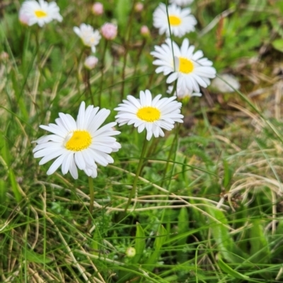 Brachyscome nivalis (Snow Daisy) at Thredbo, NSW - 6 Dec 2023 by BethanyDunne