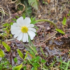 Ranunculus anemoneus (Anemone Buttercup) at Kosciuszko National Park - 7 Dec 2023 by BethanyDunne