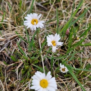 Brachyscome radicans at Kosciuszko National Park - 7 Dec 2023 10:03 AM