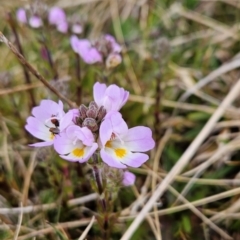 Euphrasia collina subsp. diversicolor (Variable Eyebright) at Thredbo, NSW - 6 Dec 2023 by BethanyDunne