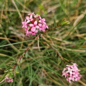 Pimelea alpina at Kosciuszko National Park - 7 Dec 2023