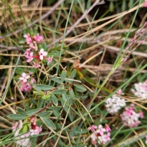 Pimelea alpina at Kosciuszko National Park - 7 Dec 2023