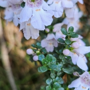 Prostanthera cuneata at Kosciuszko National Park - 7 Dec 2023