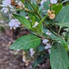 Prostanthera lasianthos (Victorian Christmas Bush) at Kosciuszko National Park - 6 Dec 2023 by BethanyDunne