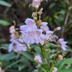 Prostanthera lasianthos at Kosciuszko National Park - 7 Dec 2023 07:17 AM