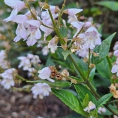 Prostanthera lasianthos at Kosciuszko National Park - 7 Dec 2023 07:17 AM