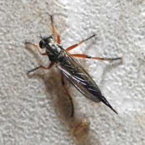 Cerdistus sp. (genus) at Wanniassa, ACT - 4 Dec 2023