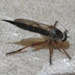 Cerdistus sp. (genus) at Wanniassa, ACT - 4 Dec 2023