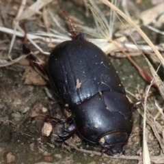 Heteronychus arator (African black beetle) at WREN Reserves - 3 Dec 2023 by KylieWaldon