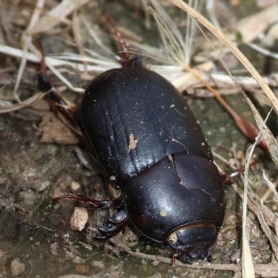 Heteronychus arator (African black beetle) at WREN Reserves - 3 Dec 2023 by KylieWaldon