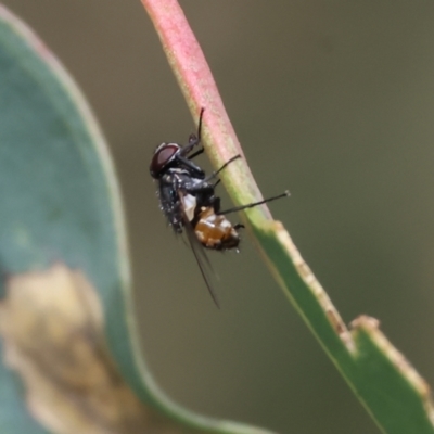 Unidentified Blow fly (Calliphoridae) at Wodonga, VIC - 2 Dec 2023 by KylieWaldon
