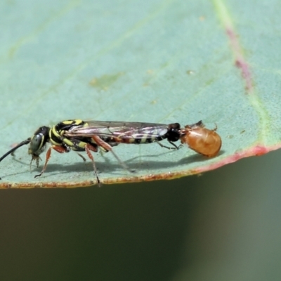 Unidentified Flower wasp (Scoliidae or Tiphiidae) at Wodonga, VIC - 2 Dec 2023 by KylieWaldon