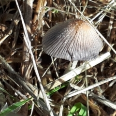 Coprinellus etc. (An Inkcap) at Belconnen, ACT - 2 Dec 2023 by JARS