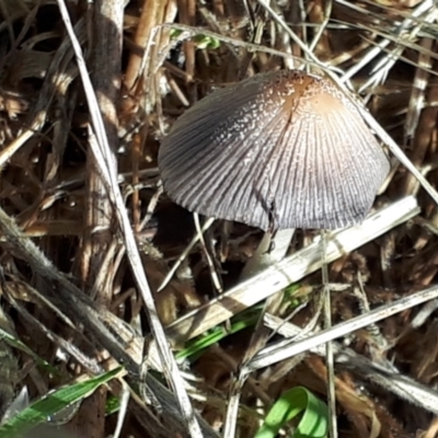 Coprinellus etc. (An Inkcap) at Belconnen, ACT - 2 Dec 2023 by JARS