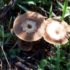 Polyporus arcularius at Mount Painter - 3 Dec 2023 by JARS