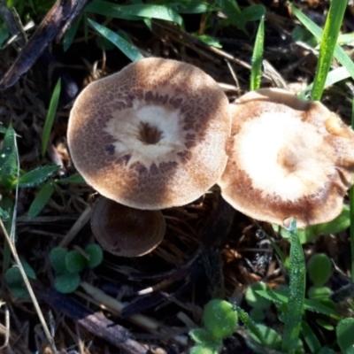 Polyporus arcularius at Mount Painter - 2 Dec 2023 by JARS