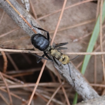 Unidentified Ant (Hymenoptera, Formicidae) at Moruya, NSW - 7 Dec 2023 by LisaH