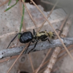 Polyrhachis semiaurata at Moruya, NSW - suppressed