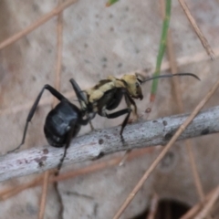 Polyrhachis semiaurata at Moruya, NSW - suppressed