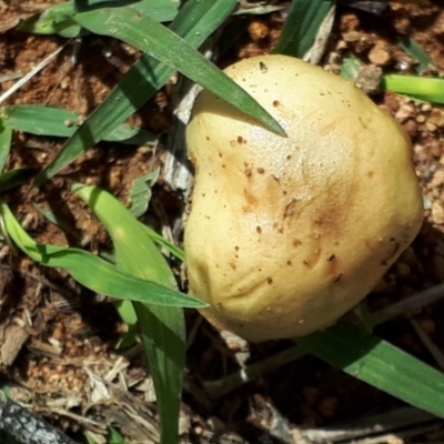 Unidentified Fungus at Mount Painter - 2 Dec 2023 by JARS