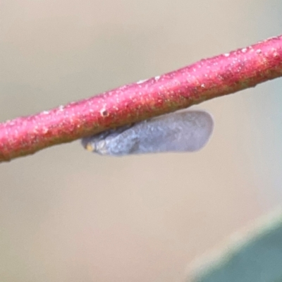 Platybrachys decemmacula (Green-faced gum hopper) at Mount Ainslie - 7 Dec 2023 by Hejor1
