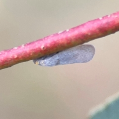 Platybrachys decemmacula at Mount Ainslie - 7 Dec 2023