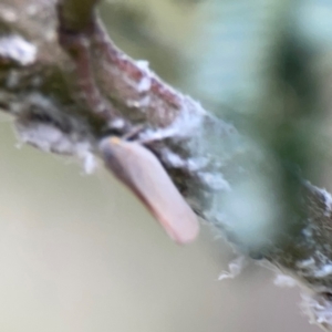 Platybrachys decemmacula at Mount Ainslie - 7 Dec 2023