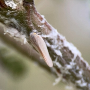 Platybrachys decemmacula at Mount Ainslie - 7 Dec 2023