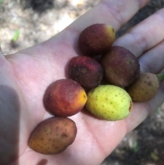 Unidentified Other Tree at Bellingen, NSW - 1 Dec 2023 by Topknot