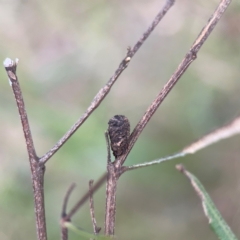 Cryptocephalinae (sub-family) at City Renewal Authority Area - 7 Dec 2023