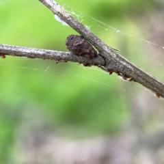 Cryptocephalinae (sub-family) at City Renewal Authority Area - 7 Dec 2023