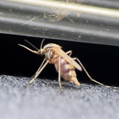 Ceratopogonidae (family) (Biting Midge) at Russell, ACT - 7 Dec 2023 by Hejor1