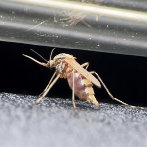 Ceratopogonidae (family) at Russell, ACT - 8 Dec 2023