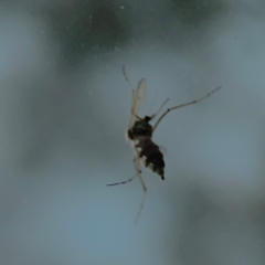 Ceratopogonidae (family) at Russell, ACT - 8 Dec 2023