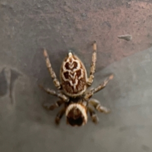 Maratus griseus at Mount Ainslie - 7 Dec 2023 05:05 PM