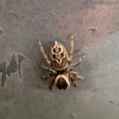 Maratus griseus at Mount Ainslie - 7 Dec 2023 05:05 PM