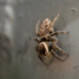 Maratus griseus at Mount Ainslie - 7 Dec 2023 05:05 PM