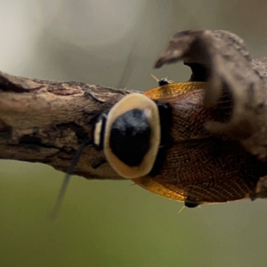 Ellipsidion australe at Mount Ainslie - 7 Dec 2023