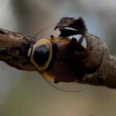 Ellipsidion australe at Mount Ainslie - 7 Dec 2023 05:04 PM