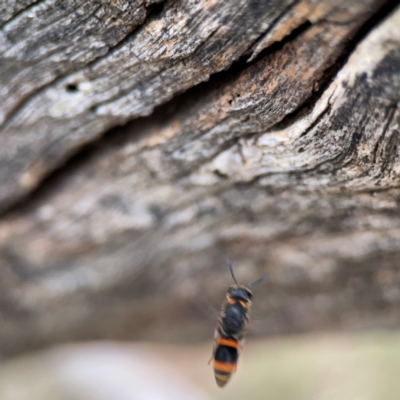 Williamsita sp. (genus) at Mount Ainslie - 7 Dec 2023 by Hejor1